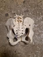 Anatomisch Bekkenmodel met Wervelkolom, Ophalen of Verzenden