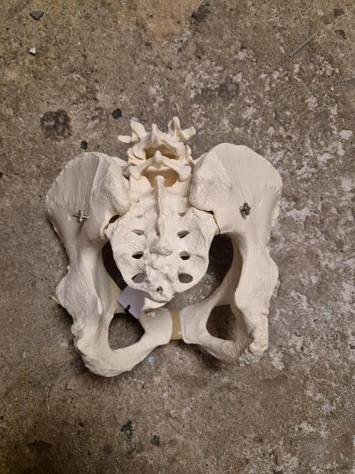 Anatomisch Bekkenmodel met Wervelkolom, Diversen, Schoolbenodigdheden, Ophalen of Verzenden