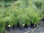 FARGESIA niet woekerende bamboe, Tuin en Terras, Ophalen, Bamboe, Struik, 250 cm of meer
