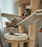 Britse korthaar kittens, Dieren en Toebehoren, Katten en Kittens | Raskatten | Korthaar, Meerdere dieren