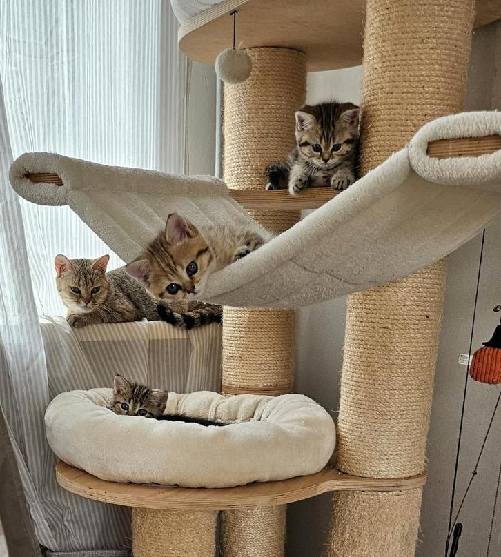 Britse korthaar kittens, Dieren en Toebehoren, Katten en Kittens | Raskatten | Korthaar, Meerdere dieren
