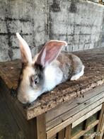 Vlaamse reus voedster, Dieren en Toebehoren, Konijnen, Vrouwelijk, Groot