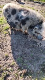 Gottinger minivarken zeug, 6 jaar of ouder, Vrouwelijk, Varken