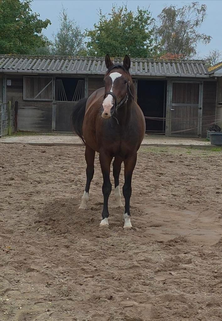 Prive pensionstalling & weidegang in Loenen GLD, Dieren en Toebehoren, Stalling en Weidegang, Stalling, Weidegang, 1 paard of pony