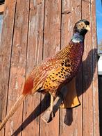 Prachtige fazant. Bijzonder mooi kleurenpalet., Ophalen of Verzenden, Zo goed als nieuw, Vogel, Opgezet dier