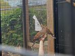 Koppels Oosterse tortels | Sierlijke duif | Unieke duiven, Meerdere dieren, Tortelduif
