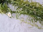 Waterpest zuurstofplant 5 st per bos, vijver waterplant, Dieren en Toebehoren, Vissen | Aquaria en Toebehoren, Ophalen, Nieuw