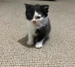 Britse kortharige kittens, Dieren en Toebehoren, Katten en Kittens | Raskatten | Korthaar, Meerdere dieren, Ingeënt