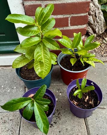Vier jonge laurierplanten (haag)-Prunus laurocerasus v. €3,- beschikbaar voor biedingen