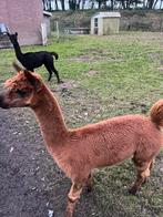 Hengst alpaca, Dieren en Toebehoren, Overige Dieren, Januari, Mannelijk