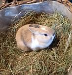 Dwergkonijn, Dieren en Toebehoren, Konijnen, Vrouwelijk, Dwerg