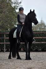**KNAPPE & BETROUWBARE 3.5 JARIGE FRIESE RUIN**, Dieren en Toebehoren, B, Gechipt, Ruin, 3 tot 6 jaar