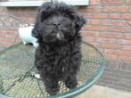 Minie Maltipoo x toypoedel teefje, CDV (hondenziekte), Particulier, Teef, 8 tot 15 weken