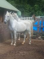 Stalhulp verzorgpaard  paarden mennen vrijwilliger, Dieren en Toebehoren