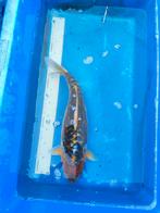 Koi 40 cm desgewenst bezorgd aan huis, Karper of Koi