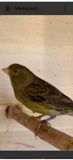 Timbrado kanarie's gezocht !!, Dieren en Toebehoren