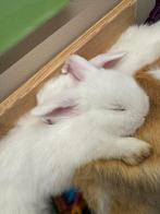 Tamme mililops met blauwe oogjes, Dieren en Toebehoren, Konijnen, Meerdere dieren, Dwerg, Hangoor, 0 tot 2 jaar