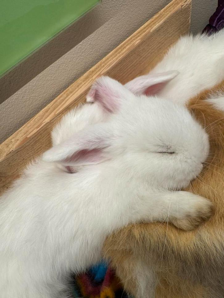 Tamme mililops met blauwe oogjes, Dieren en Toebehoren, Konijnen, Dwerg, Meerdere dieren, 0 tot 2 jaar, Hangoor