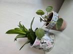 Pannekoekplantjes te koop, Ophalen, Overige soorten, Minder dan 100 cm