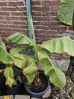 Musa basjoo, Ophalen, Volle zon, Vaste plant, Zomer