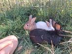 Nieuw Zeelander konijnen, Dieren en Toebehoren, Konijnen, Meerdere dieren
