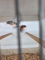 Kapoetse sijsjes, Dieren en Toebehoren, Meerdere dieren, Tropenvogel