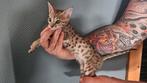 Nog 2 Savannah SBT kittens (raszuiver), Meerdere dieren, Gechipt, 0 tot 2 jaar