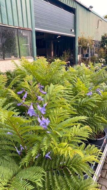 Jacaranda, lagerstroemia, japanse esdoorns, albizia, olijf beschikbaar voor biedingen