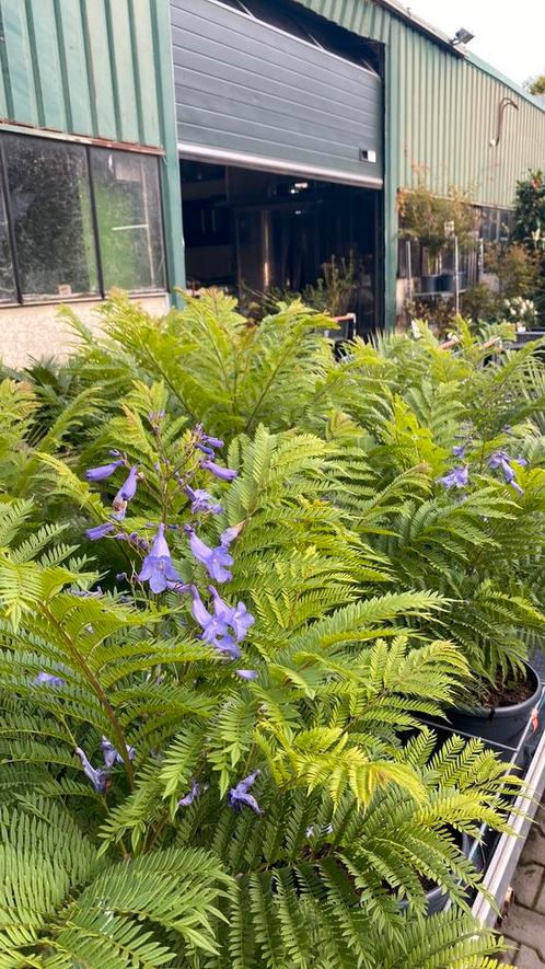 Jacaranda, lagerstroemia, japanse esdoorns, albizia, olijf, Tuin en Terras, Planten | Tuinplanten, Overige soorten, Volle zon