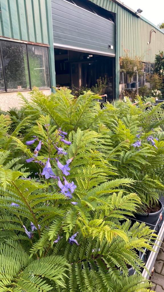 Jacaranda, lagerstroemia, japanse esdoorns, albizia, olijf, Tuin en Terras, Planten | Tuinplanten, Overige soorten, Volle zon