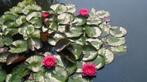 vijverplanten,Waterlelies, Ophalen of Verzenden, Nieuw