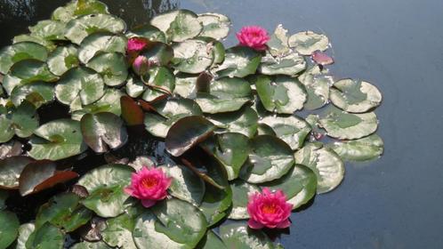 vijverplanten,Waterlelies, Tuin en Terras, Vijvers, Nieuw, Ophalen of Verzenden
