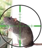 Rattenbestrijding, Meerdere dieren, Kip