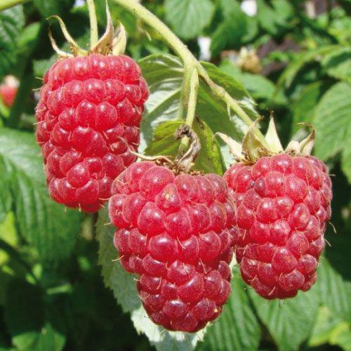 Frambozenstekken, Tuin en Terras, Planten | Fruitbomen, Ophalen