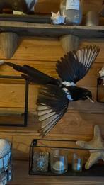 Opgezette vogel taxidermie mancave, Verzamelen, Dierenverzamelingen, Ophalen of Verzenden, Zo goed als nieuw, Vogel, Opgezet dier