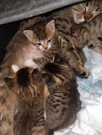 Kittens (3w 5d oud) zie beschrijving, Dieren en Toebehoren, Nieuw, Ophalen