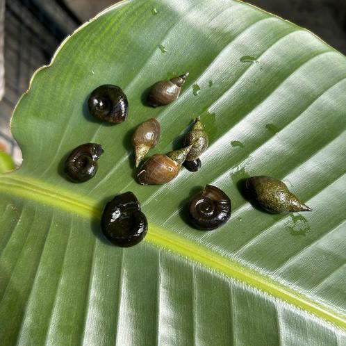 Grote Poelslakken, Posthoornslakken tegen Algen in de Vijver, Tuin en Terras, Vijvers, Nieuw, Ophalen of Verzenden