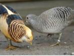 Te koop 6 goud gele fazanten van dit jaar, Dieren en Toebehoren, Meerdere dieren, Overige soorten