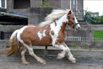 Mooie D pony kruising Haflinger X Tinker, Dieren en Toebehoren, Pony's, Zadelmak, Merrie, Ontwormd, 3 tot 6 jaar