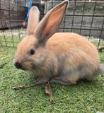 Vlaamse reuzen X Duitsereus, Dieren en Toebehoren, Konijnen, Meerdere dieren, Groot, 0 tot 2 jaar