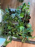 Stekpakket 52 stuks kamerplanten, Huis en Inrichting, Kamerplanten, Ophalen, Overige soorten, Minder dan 100 cm