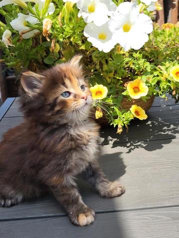 Noorse Boskat Europese korthaar kittens beschikbaar voor biedingen