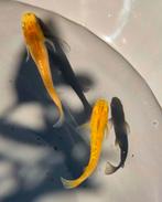 12 Medaka eitjes – Sparkle Mix 🌟  incl verzendkosten, Dieren en Toebehoren, Vissen | Aquariumvissen, Vis, Zoetwatervis, Schoolvis