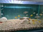 Labidochromis Caeruleus Yellow Malawi Cichliden, Vis, Zoetwatervis