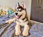 Blue Eyed Black & White Unique Siberian Husky Champion Puppy, Dieren en Toebehoren, Honden | Bulldogs, Pinschers en Molossers