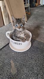 Lieve kittens, Meerdere dieren