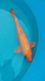 Koi, Dieren en Toebehoren, Karper of Koi