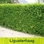 Liguster haagplanten in P9. Sterke wintergroene haag, Tuin en Terras, Planten | Tuinplanten, Overige soorten, Volle zon, Vaste plant