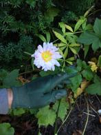 Roze annemoon €1,00 per potje, Tuin en Terras, Planten | Tuinplanten, Ophalen of Verzenden