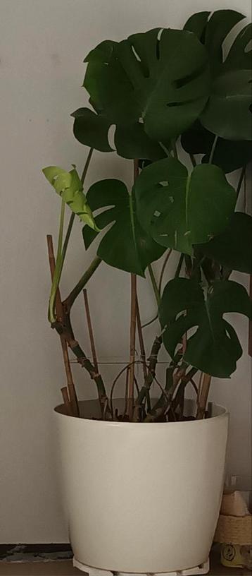 Mooie Monstera Kamerplant in Pot beschikbaar voor biedingen